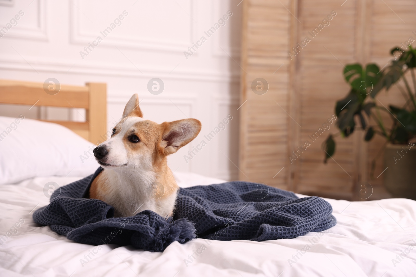 Pet friendly hotel. Cute dog with towel on bed indoors Photo of Pet friendly hotel. Cute dog with towel on bed indoors