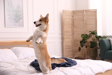 Photo of Pet friendly hotel. Cute dog on bed indoors, space for text