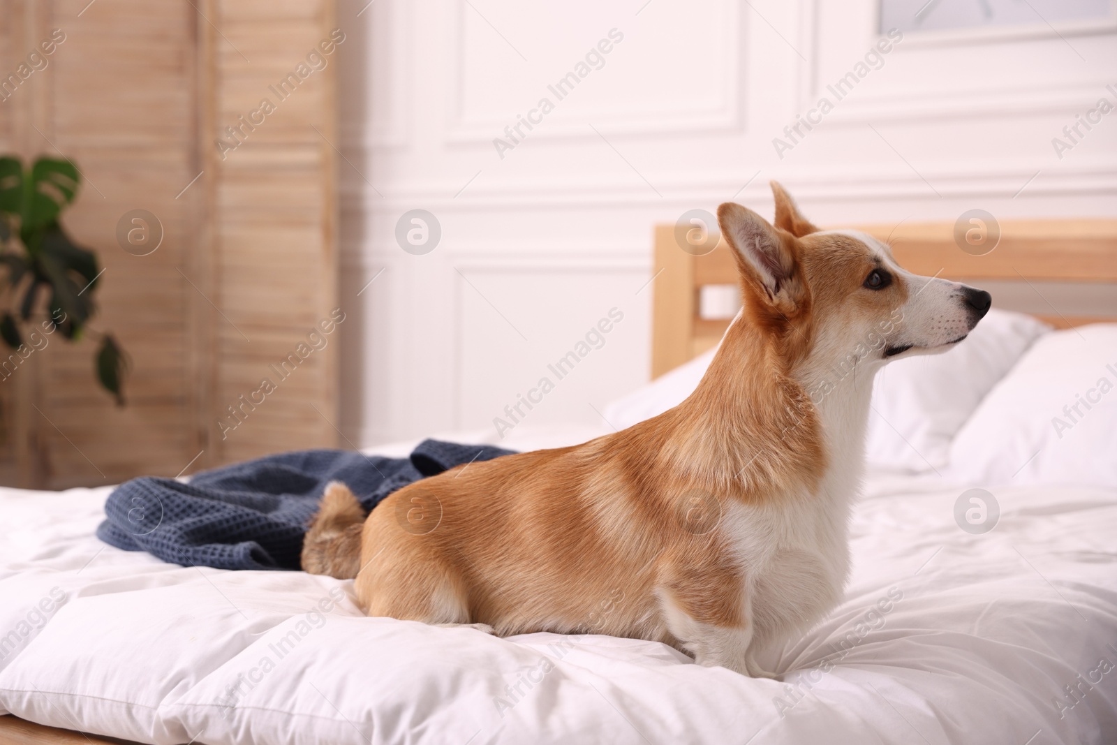 Pet friendly hotel. Cute dog sitting on bed indoors Photo of Pet friendly hotel. Cute dog sitting on bed indoors