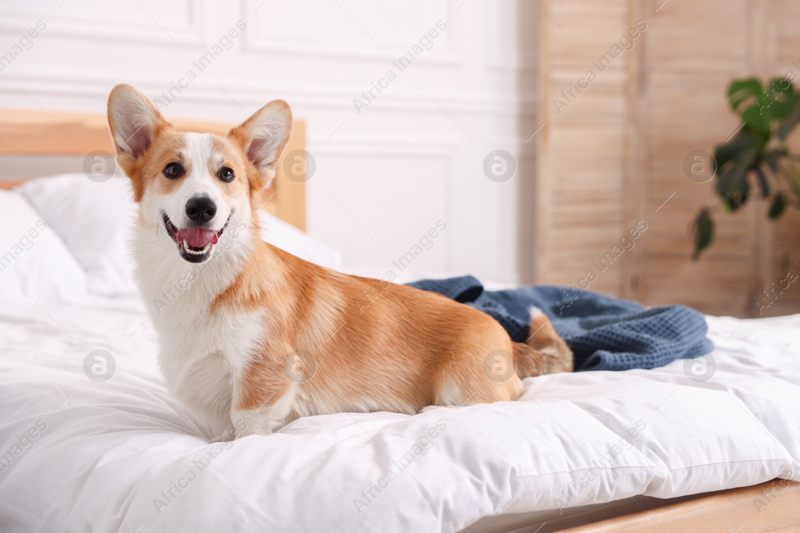 Pet friendly hotel. Cute dog sitting on bed indoors Photo of Pet friendly hotel. Cute dog sitting on bed indoors