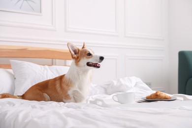 Photo of Pet friendly hotel. Cute dog and tray with croissant and coffee on bed near white wall indoors, space for text