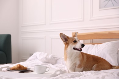 Photo of Pet friendly hotel. Cute dog and tray with croissant and coffee on bed near white wall indoors, space for text