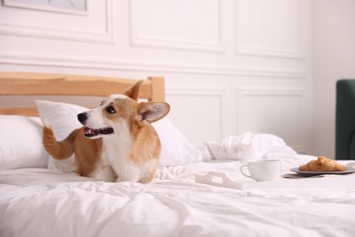 Photo of Pet friendly hotel. Cute dog and tray with croissant and coffee on bed near white wall indoors, space for text
