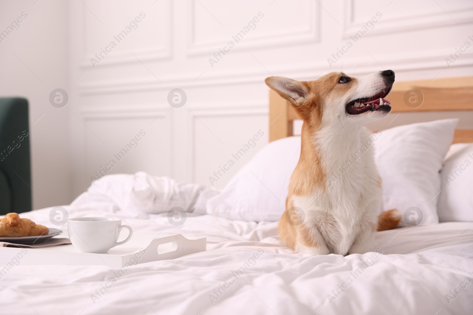 Photo of Pet friendly hotel. Cute dog and tray with croissant and coffee on bed near white wall indoors, space for text
