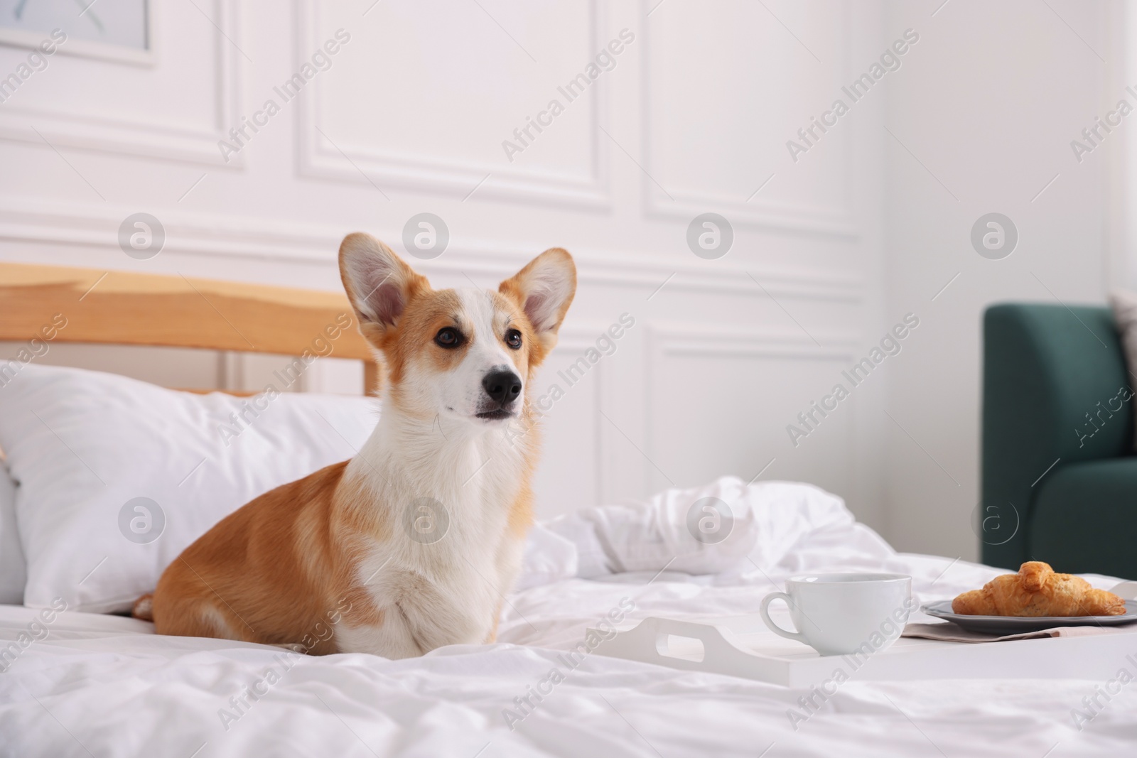 Photo of Pet friendly hotel. Cute dog and tray with croissant and coffee on bed near white wall indoors, space for text