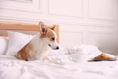 Photo of Pet friendly hotel. Cute dog and tray with croissant and coffee on bed near white wall indoors, space for text
