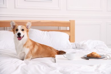 Photo of Pet friendly hotel. Cute dog and tray with croissant and coffee on bed near white wall indoors