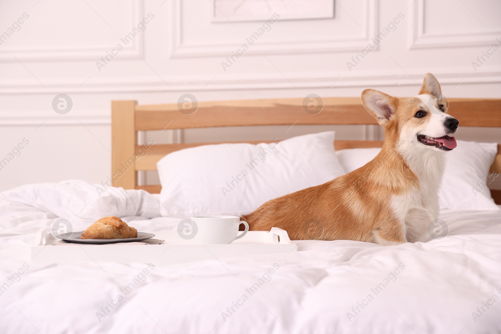 Pet friendly hotel. Cute dog and tray with croissant and coffee on bed near white wall indoors Photo of Pet friendly hotel. Cute dog and tray with croissant and coffee on bed near white wall indoors