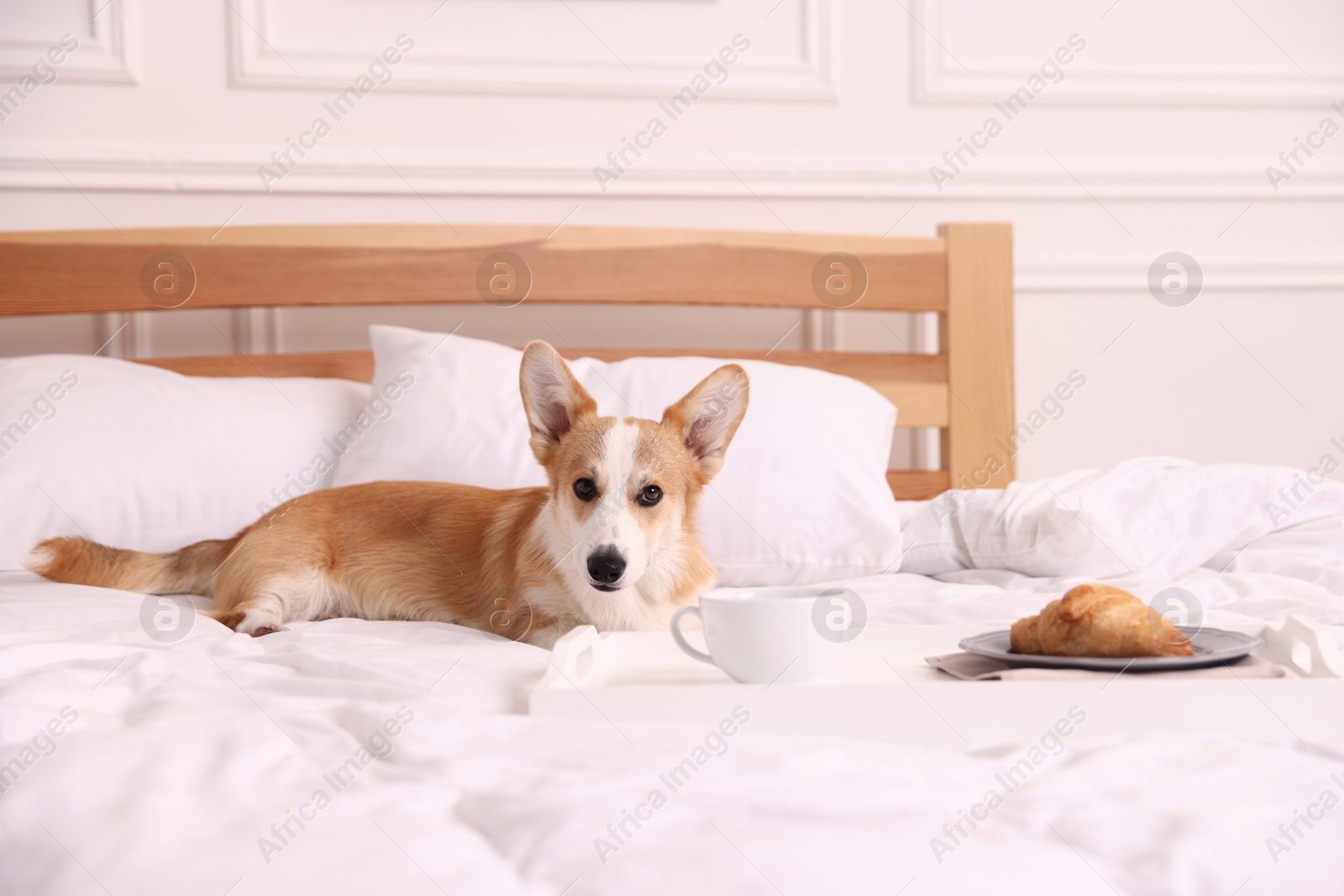 Photo of Pet friendly hotel. Cute dog and tray with croissant and coffee on bed near white wall indoors