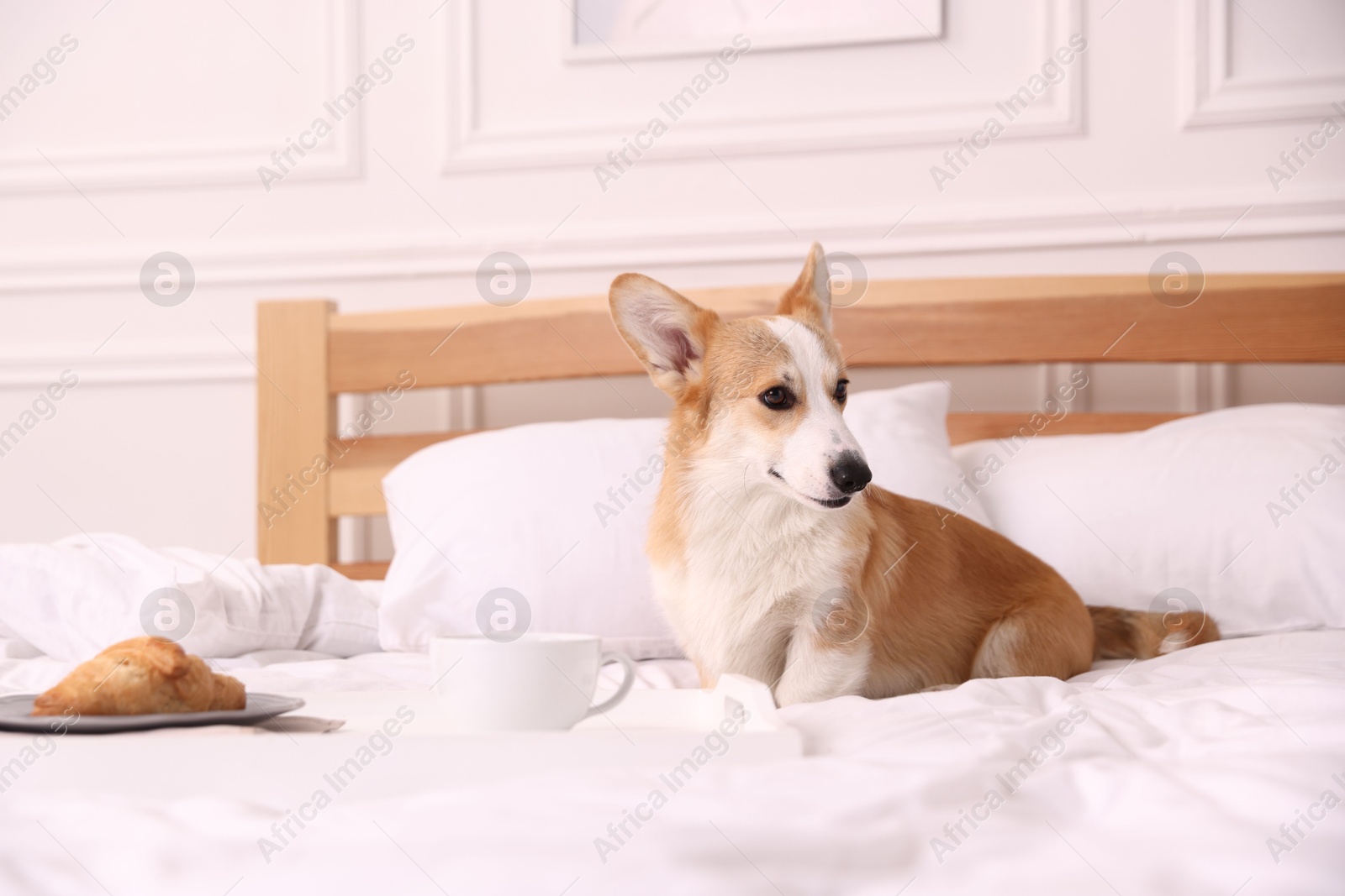 Photo of Pet friendly hotel. Cute dog and tray with croissant and coffee on bed near white wall indoors