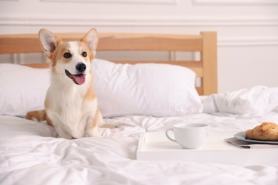 Photo of Pet friendly hotel. Cute dog and tray with croissant and coffee on bed near white wall indoors