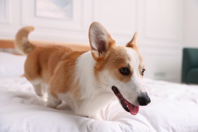 Photo of Pet friendly hotel. Cute dog on bed indoors