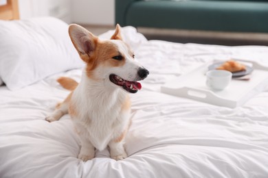 Photo of Pet friendly hotel. Cute dog sitting on bed indoors