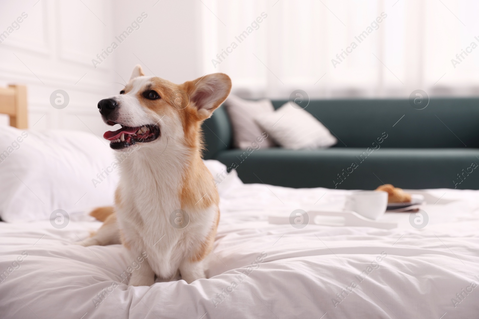 Pet friendly hotel. Cute dog sitting on bed indoors, space for text Photo of Pet friendly hotel. Cute dog sitting on bed indoors, space for text