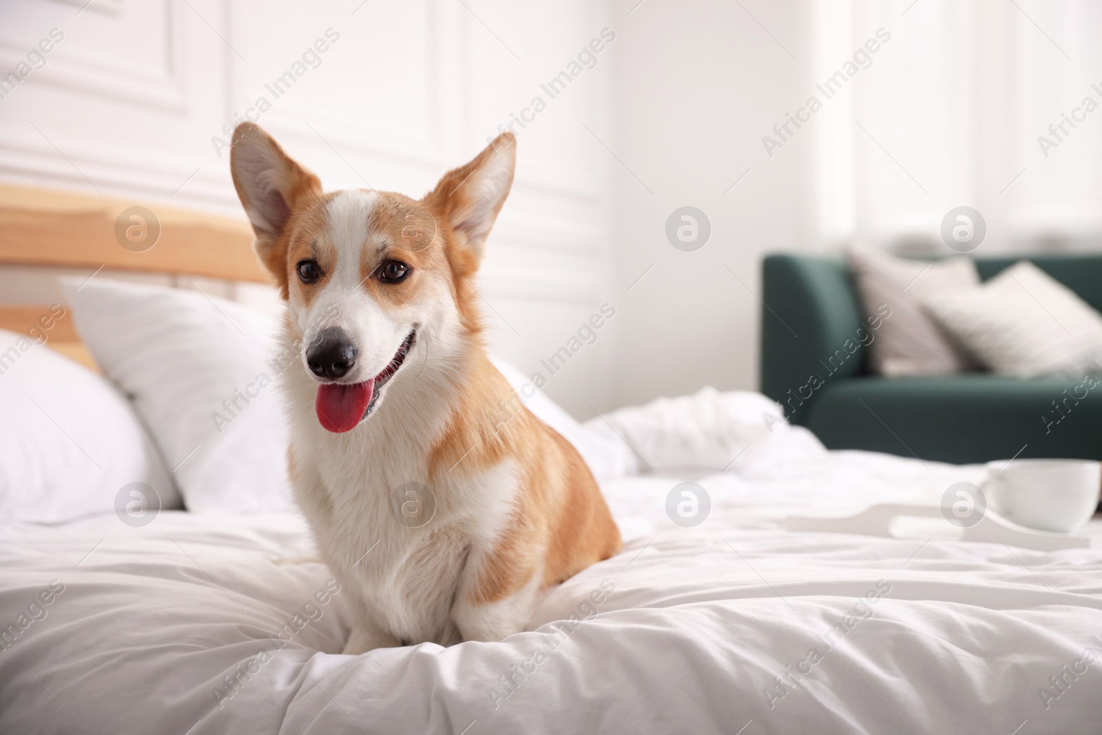 Pet friendly hotel. Cute dog sitting on bed indoors, space for text Photo of Pet friendly hotel. Cute dog sitting on bed indoors, space for text