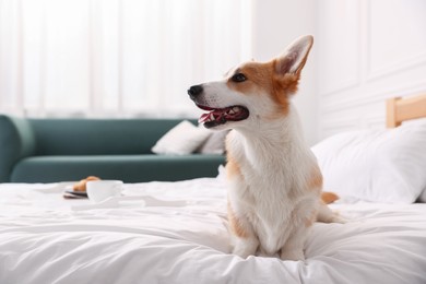 Photo of Pet friendly hotel. Cute dog sitting on bed indoors, space for text