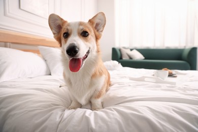 Photo of Pet friendly hotel. Cute dog sitting on bed indoors