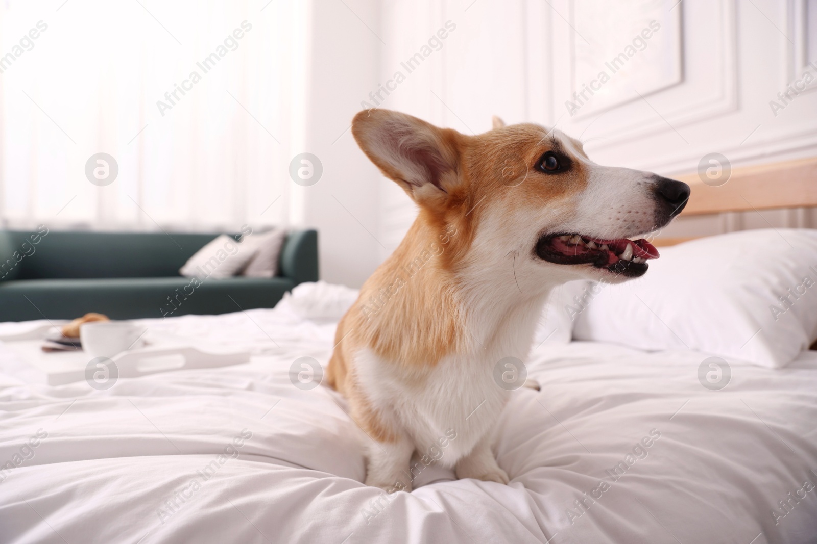 Pet friendly hotel. Cute dog sitting on bed indoors Photo of Pet friendly hotel. Cute dog sitting on bed indoors