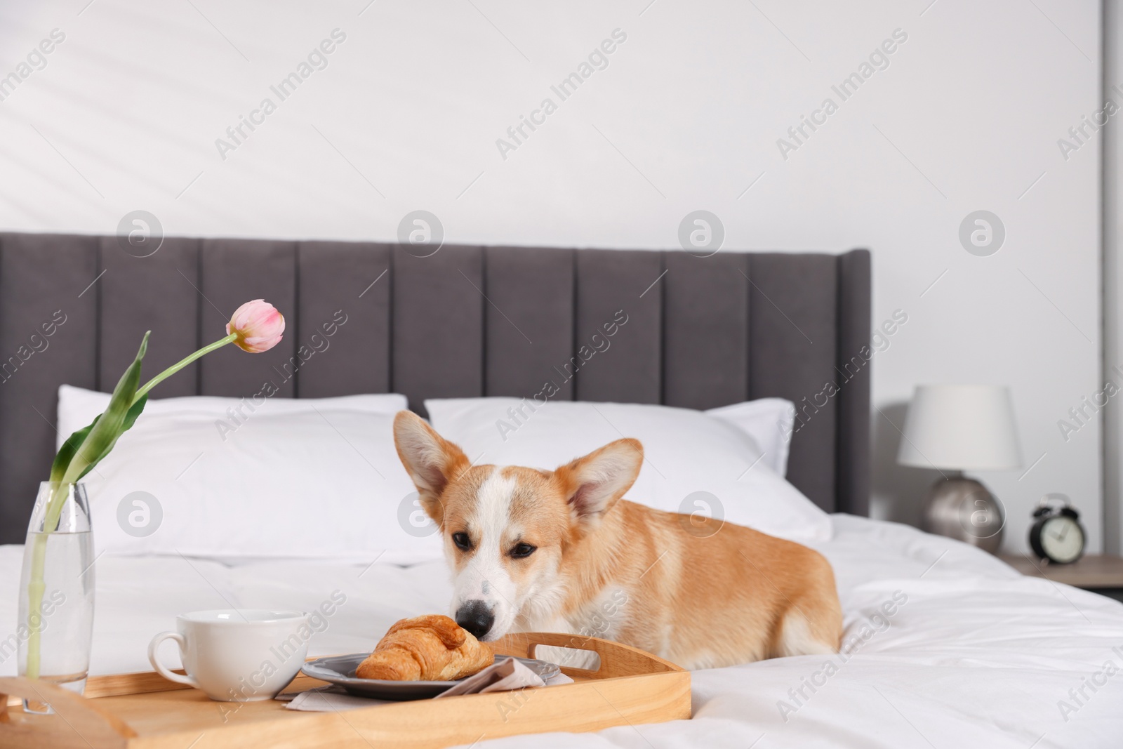 Pet friendly hotel. Cute dog and tray with croissant, coffee and tulip on bed near white wall indoors Photo of Pet friendly hotel. Cute dog and tray with croissant, coffee and tulip on bed near white wall indoors