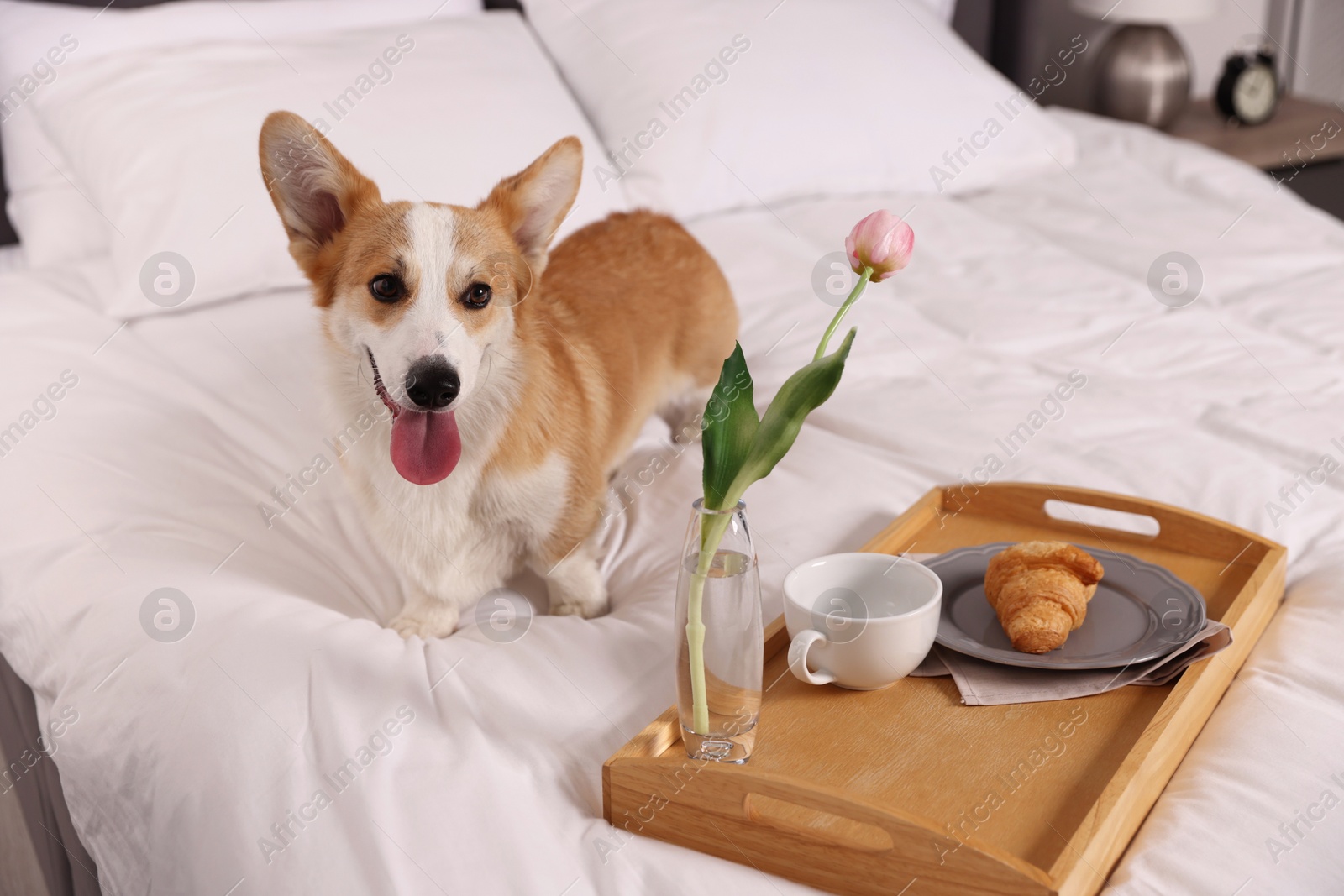 Pet friendly hotel. Cute dog and tray with croissant, cup and tulip on bed indoors Photo of Pet friendly hotel. Cute dog and tray with croissant, cup and tulip on bed indoors
