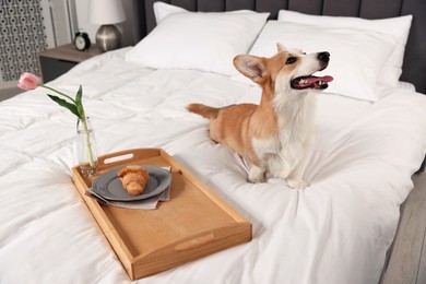 Photo of Pet friendly hotel. Cute dog and tray with croissant and tulip on bed indoors