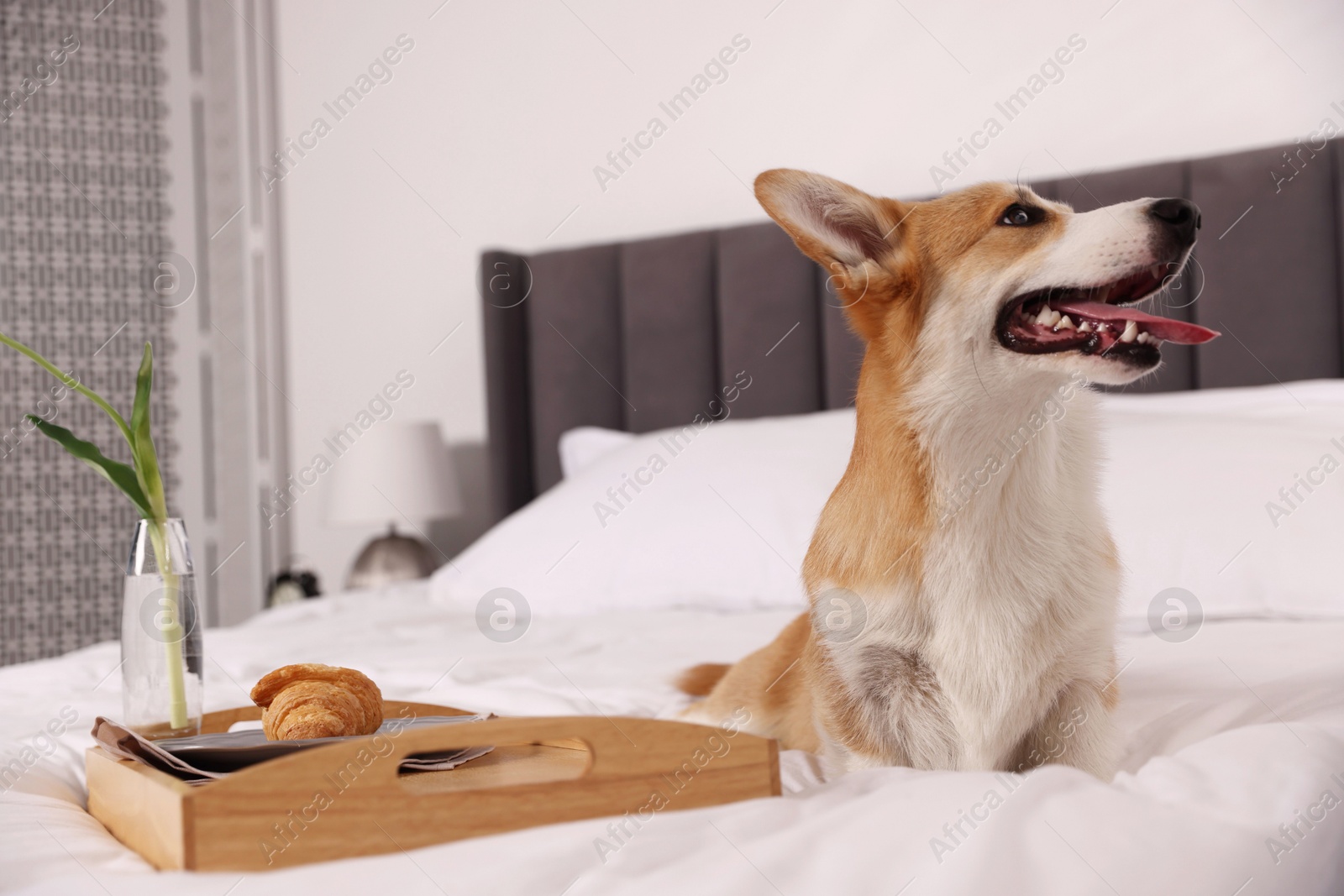 Pet friendly hotel. Cute dog and tray with croissant and flower on bed indoors Photo of Pet friendly hotel. Cute dog and tray with croissant and flower on bed indoors