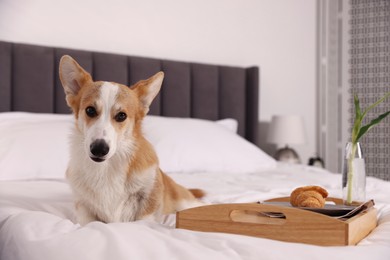 Photo of Pet friendly hotel. Cute dog and tray with croissant and flower on bed indoors