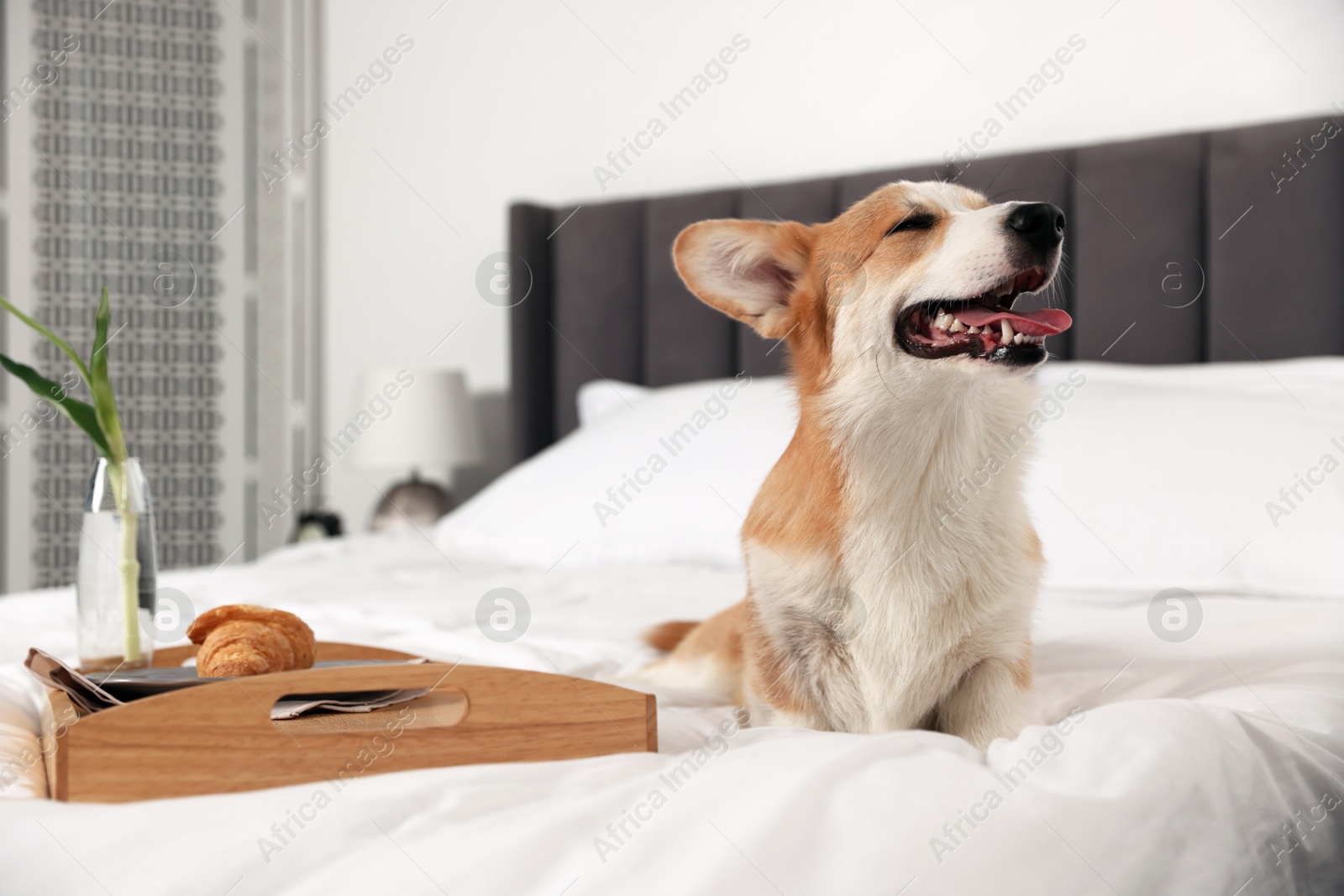 Pet friendly hotel. Cute dog and tray with croissant and flower on bed indoors Photo of Pet friendly hotel. Cute dog and tray with croissant and flower on bed indoors