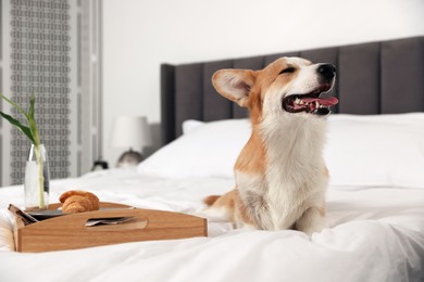 Photo of Pet friendly hotel. Cute dog and tray with croissant and flower on bed indoors