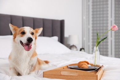 Photo of Pet friendly hotel. Cute dog and tray with croissant and tulip on bed indoors