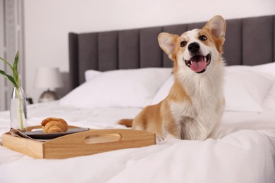 Photo of Pet friendly hotel. Cute dog and tray with croissant and flower on bed indoors