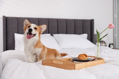 Photo of Pet friendly hotel. Cute dog and tray with croissant and tulip on bed indoors