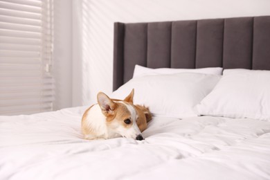 Photo of Pet friendly hotel. Cute dog lying on bed indoors