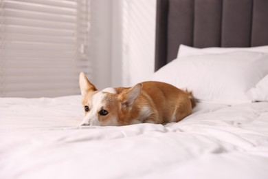Photo of Pet friendly hotel. Cute dog lying on bed indoors