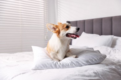 Photo of Pet friendly hotel. Cute dog with pillow on bed indoors