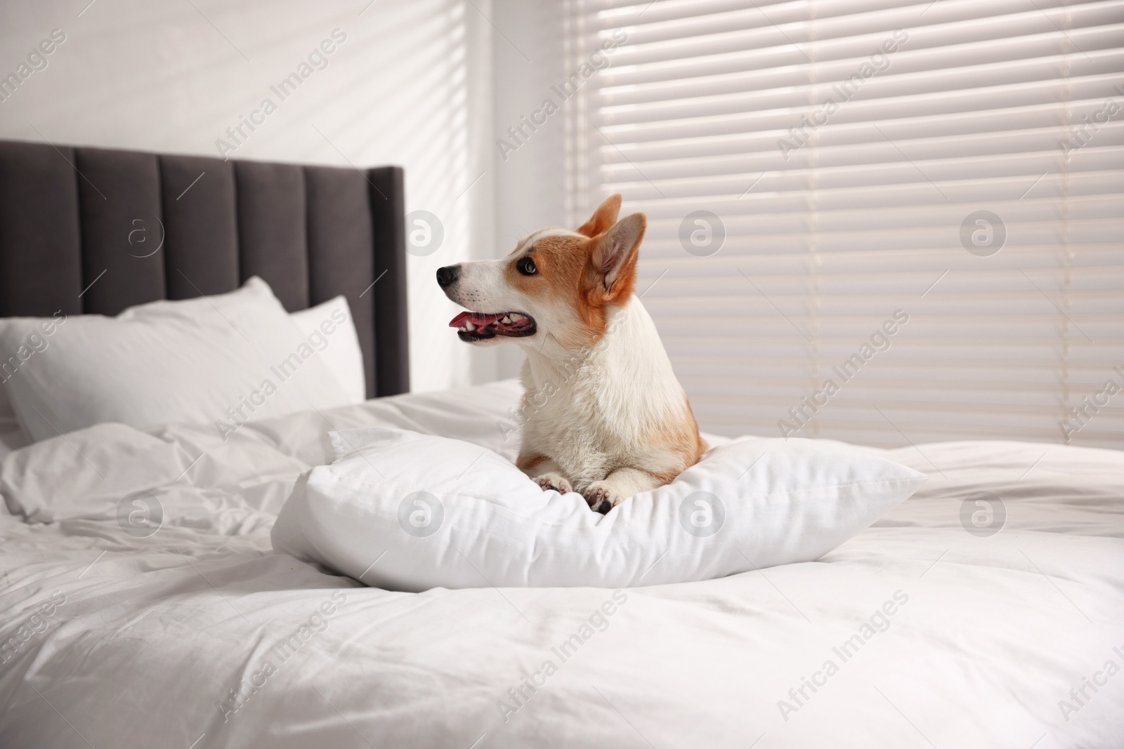 Pet friendly hotel. Cute dog with pillow on bed indoors Photo of Pet friendly hotel. Cute dog with pillow on bed indoors