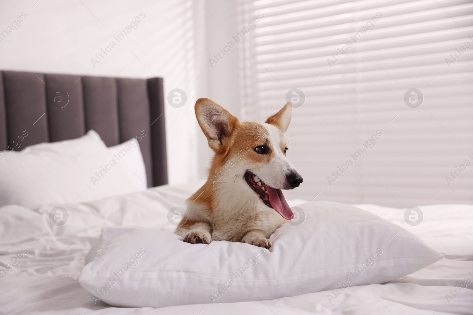 Pet friendly hotel. Cute dog with pillow on bed indoors Photo of Pet friendly hotel. Cute dog with pillow on bed indoors