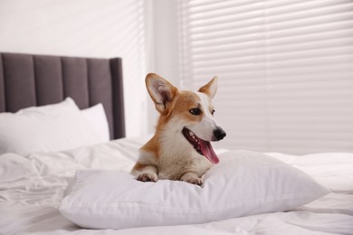 Photo of Pet friendly hotel. Cute dog with pillow on bed indoors