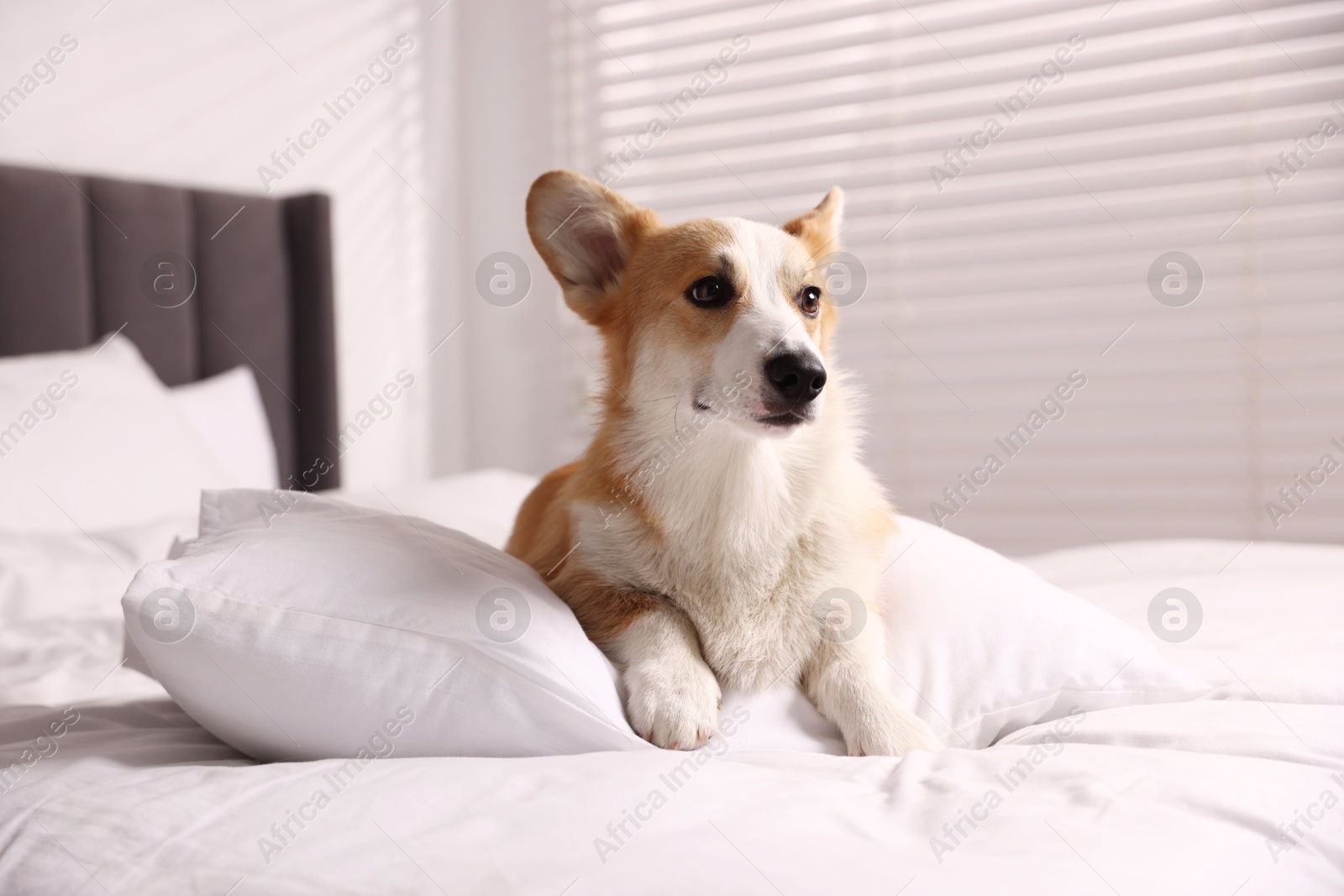 Pet friendly hotel. Cute dog with pillow on bed indoors Photo of Pet friendly hotel. Cute dog with pillow on bed indoors