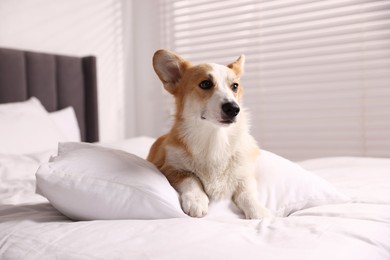 Photo of Pet friendly hotel. Cute dog with pillow on bed indoors