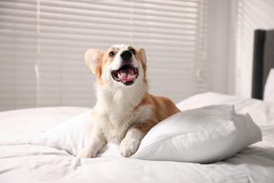 Photo of Pet friendly hotel. Cute dog with pillow on bed indoors