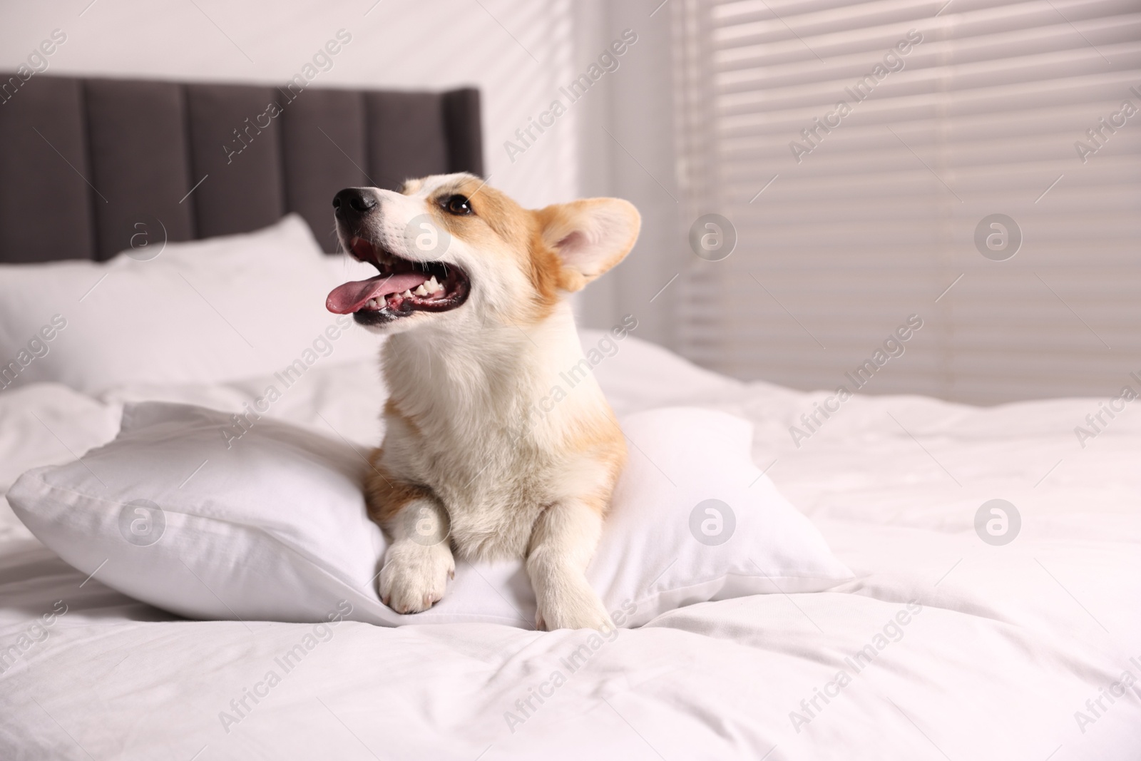 Photo of Pet friendly hotel. Cute dog with pillow on bed indoors