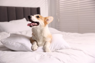 Photo of Pet friendly hotel. Cute dog with pillow on bed indoors
