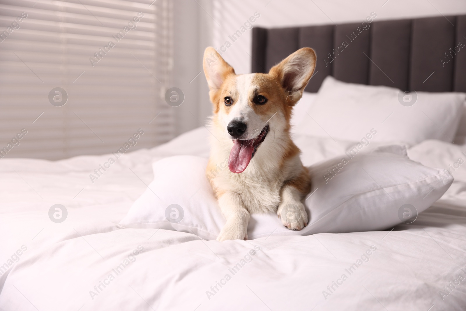 Pet friendly hotel. Cute dog with pillow on bed indoors Photo of Pet friendly hotel. Cute dog with pillow on bed indoors