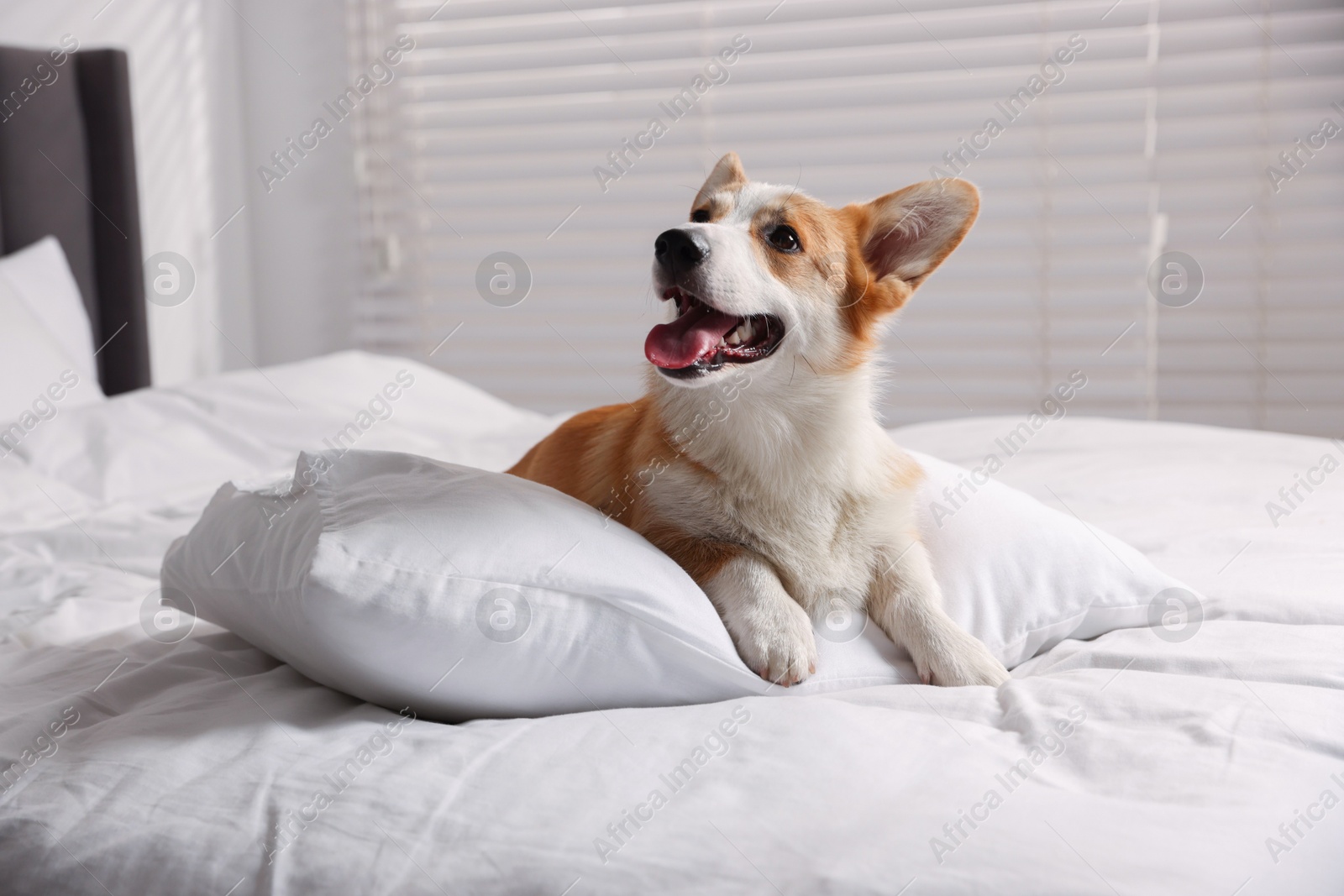 Photo of Pet friendly hotel. Cute dog with pillow on bed indoors