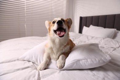 Photo of Pet friendly hotel. Cute dog with pillow on bed indoors