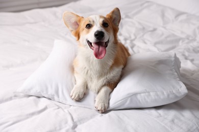 Photo of Pet friendly hotel. Cute dog with pillow on white blanket