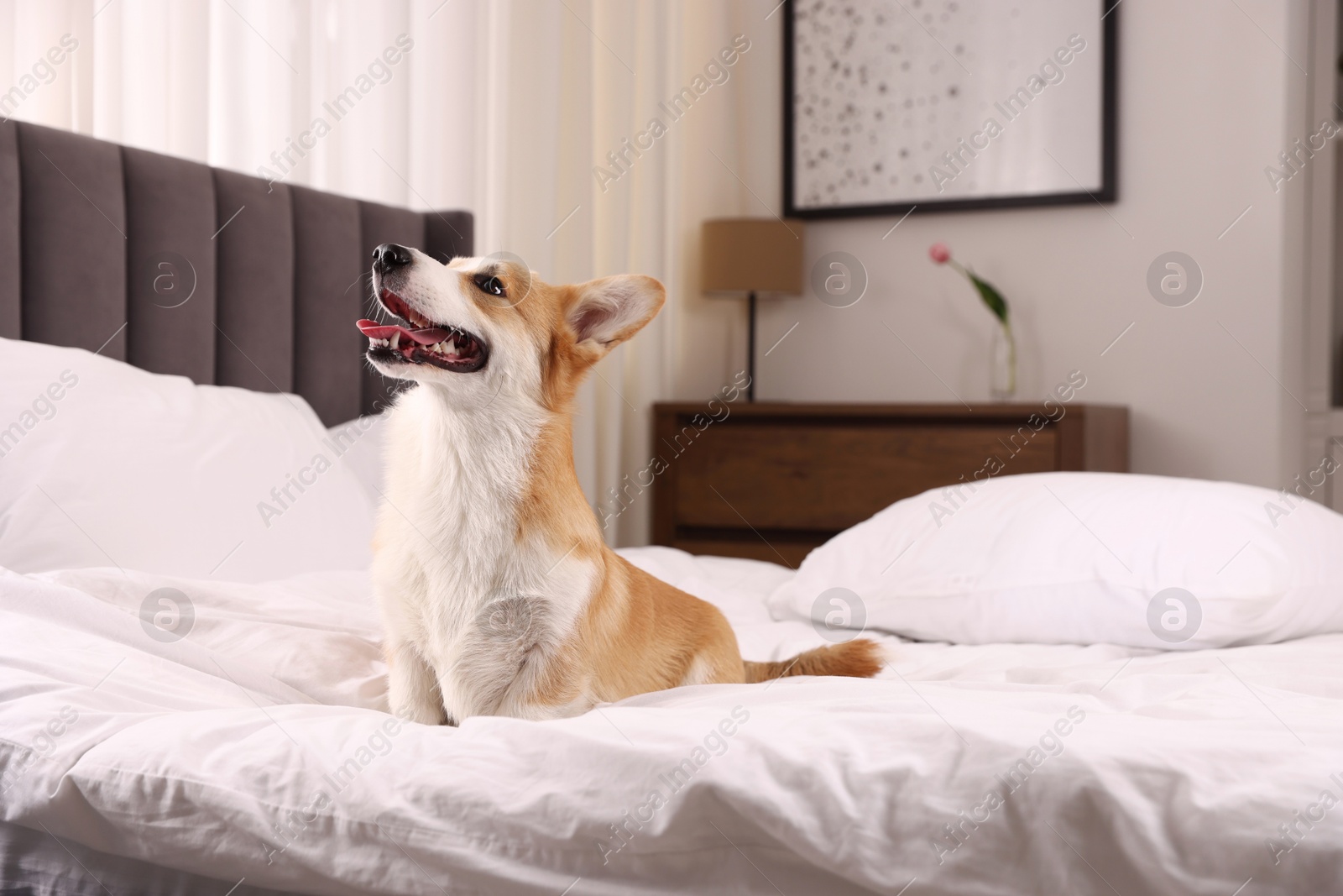 Pet friendly hotel. Cute dog sitting on bed indoors Photo of Pet friendly hotel. Cute dog sitting on bed indoors