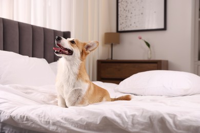 Photo of Pet friendly hotel. Cute dog sitting on bed indoors