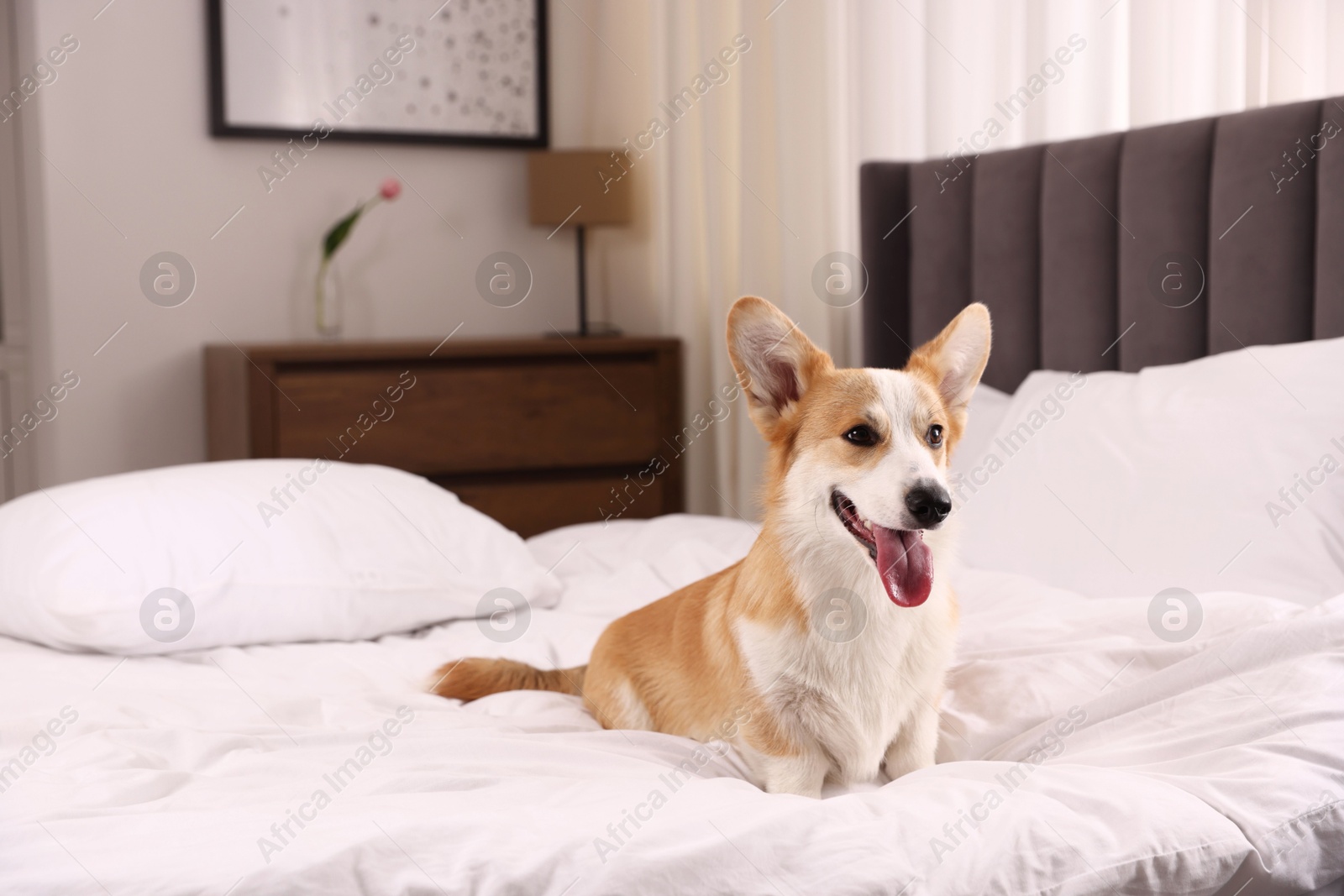 Pet friendly hotel. Cute dog sitting on bed indoors Photo of Pet friendly hotel. Cute dog sitting on bed indoors